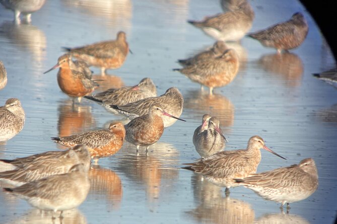 Guided Tour at Pukorokoro Shorebird Centre - Robert Findlay Wildlife Reserve walk and the tide-timed viewing
