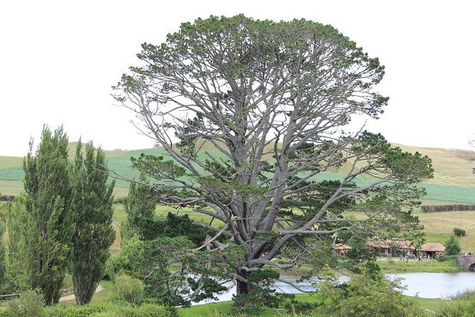 Hobbiton Afternoon Tour in Luxury Minibus from Auckland - Late-Morning Hobbiton: the Auckland-to-Waikato drive you’ll actually enjoy