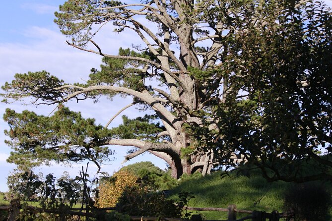 Hobbiton Afternoon Tour in Luxury Minibus from Auckland - Guides and driving hosts: why the human layer matters here