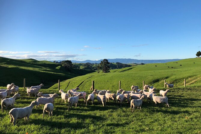 Hobbiton Movie Set Day Tour - Price and logistics: does $213.79 feel fair?