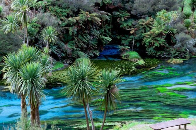 Hobbiton Movie Set Tour to Blue Springs and Mineral Spa - Blue Springs: A Clear-Water Walk That Breaks Up the Drive