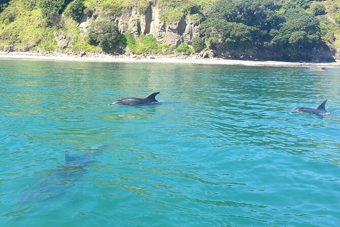 Jet Ski Hire Auckland - Experience the Fun with the Best Operator - What You Can Expect to See on the Hauraki Gulf Side of Auckland