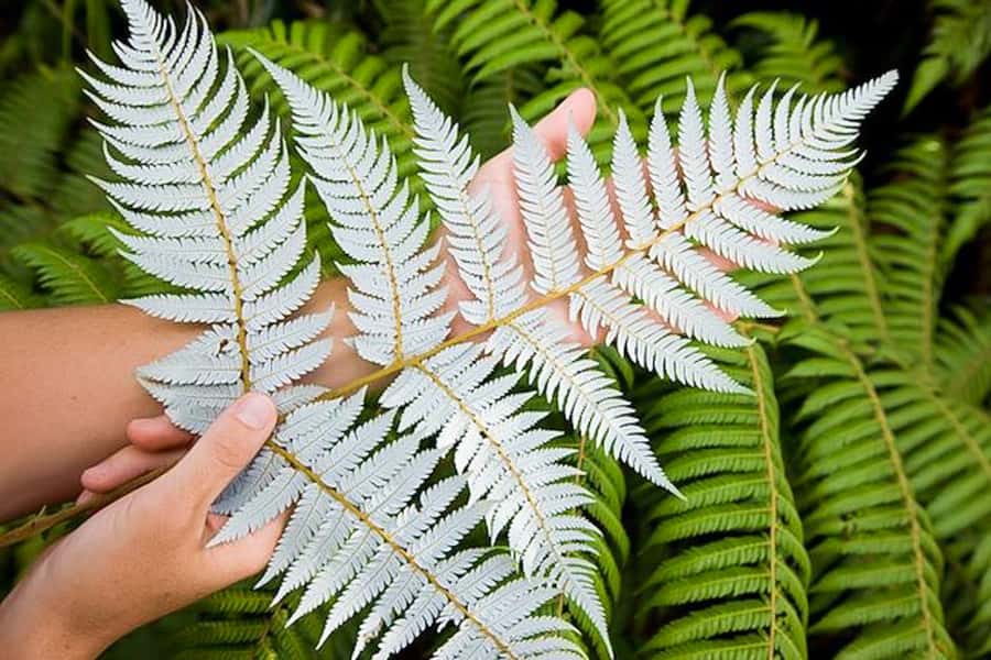 Luxury Auckland & West Coast Day Tour with Maori Guide - Who should book this Auckland and West Coast day tour