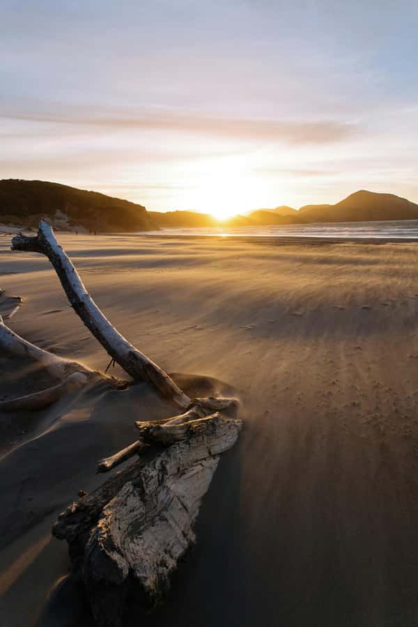 Mt. Eden, Piha Beach & Karekare Waterfalls - PRIVATE TOUR - Arataki Visitor Centre: rainforest views and Māori carvings in one stop