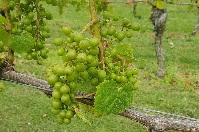 Muriwai Scenic Wine Tour from Auckland - Who this tour suits best