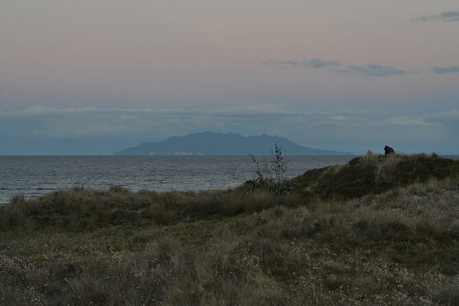Nocturnal Wonders Tawharanui Kiwi Spotting and Stargazing Tour - Stargazing away from city glare: telescopes, binoculars, and sky stories