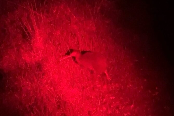 Nocturnal Wonders Tawharanui Kiwi Spotting and Stargazing Tour - Who this tour fits best