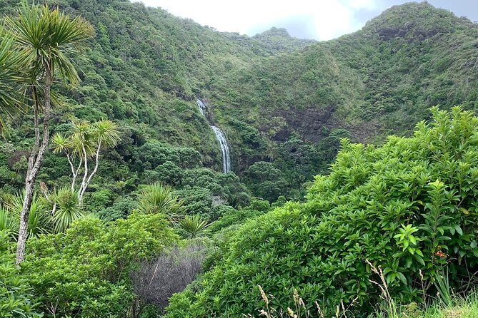 Piha Waitakere Rainforest Wine Tour from Auckland - Price and Value: What $195.48 Buys You for 7 Hours