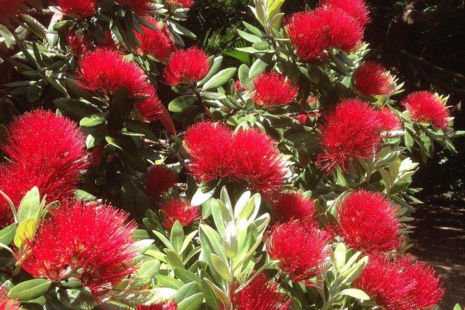 Private Auckland Wine & Dine Matakana Country & Cuisine - Why Matakana Works So Well For a Full-Day Food and Wine Fix
