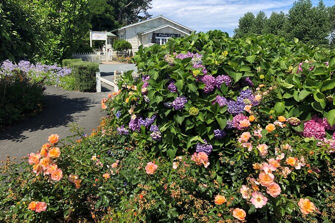 Private Auckland Wine & Dine Matakana Country & Cuisine - Kauri Tree Photos and Hibiscus Coastline Views, With Time to Actually Enjoy Them