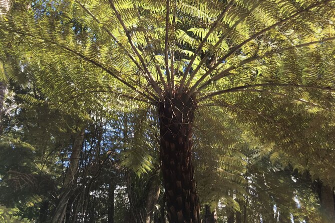 Private Personalised Tour in Waiheke Island - Waiheke Island is the kind of place that rewards flexibility