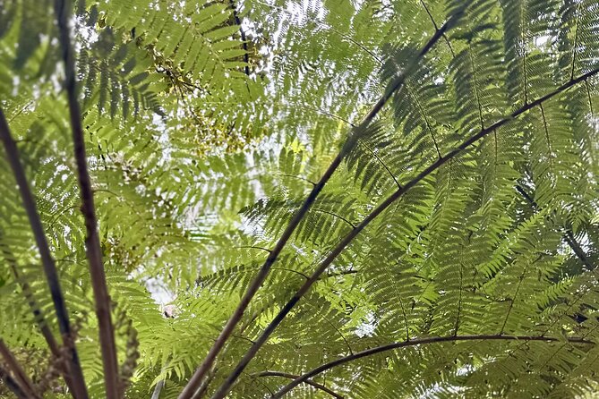 Private Piha Beach, Rainforest Adventure & Mt. Eden with Guide - What to pack and how to pace yourself on this route