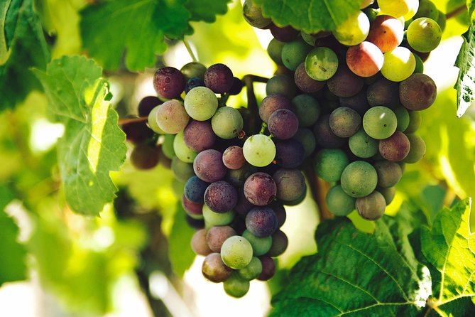 Private Tour - Waiheke Island Luxury Experience - How the Private Wine Tastings Work on Waiheke