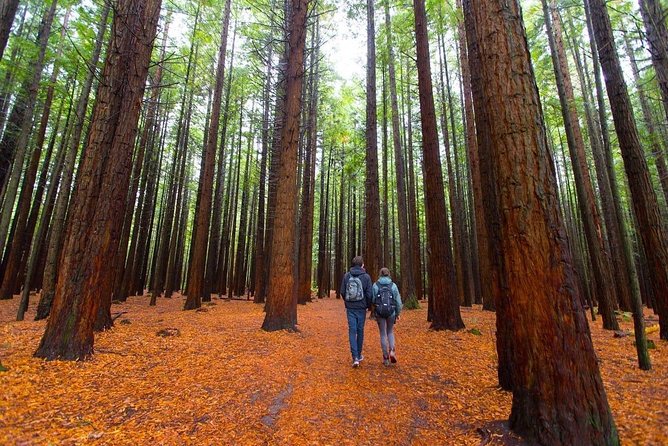 Redwood Forest , Blue Springs & Huka Falls Day Tour from Auckland - Key Things That Make This Tour Worth a Look