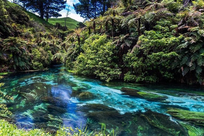 Redwood Forest , Blue Springs & Huka Falls Day Tour from Auckland - How the Auckland to Rotorua Route Works in One Long Day