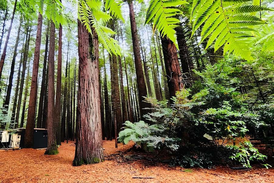 Rotorua & Taupo DayTour Waiotapu & Huka Falls from Auckland - Rotorua highlights with Red Wood Forest and Blue Springs