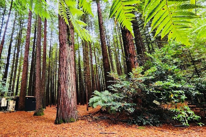 Rotorua & Taupo DayTour with Waiotapu & Huka Falls from Auckland - Waiotapu Thermal Park: boardwalk sights and Lady Knox Geyser