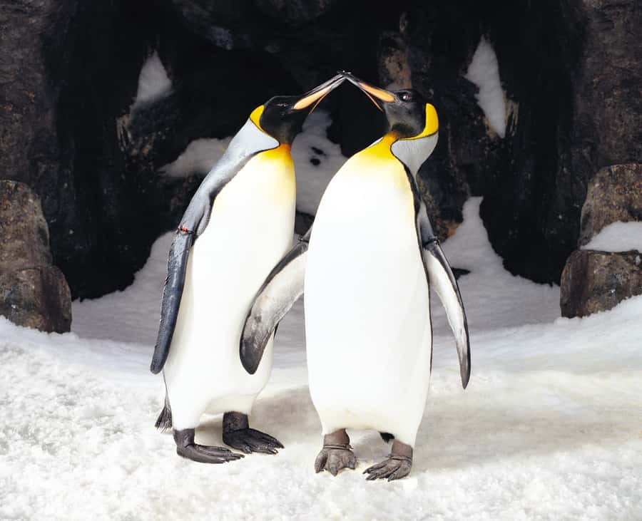 Sea Life Kelly Tarlton's Aquarium General Admission - Self-guided route with a strict 4:00 PM last entry