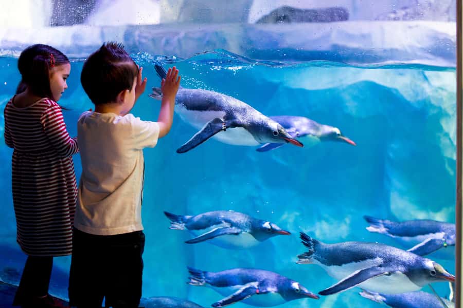 Sea Life Kelly Tarlton's Aquarium General Admission - Rockpool touch area and turtle rehab you can actually connect to