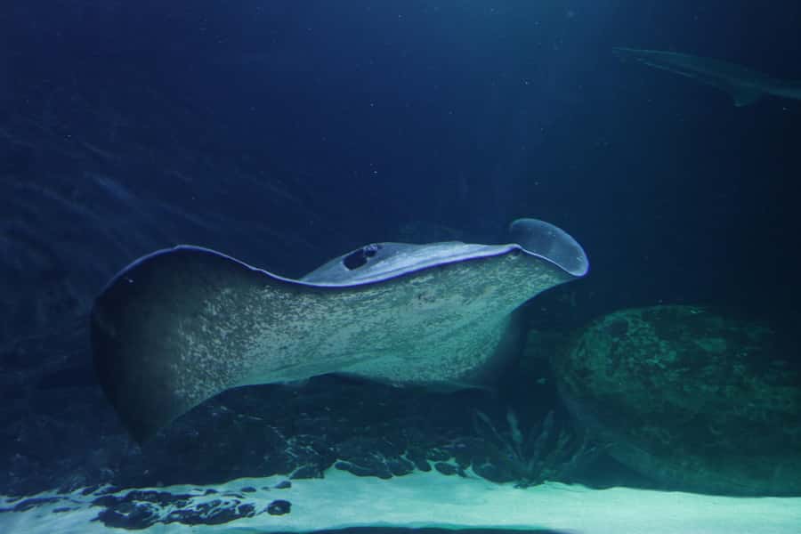 Sea Life Kelly Tarlton's Aquarium General Admission - Animal talks included: turn a walk-through into real context