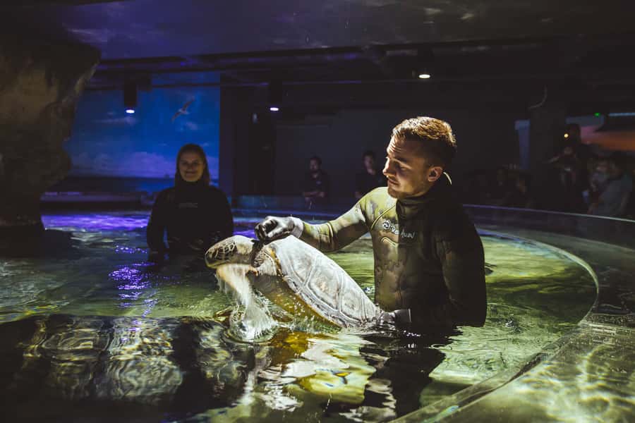 Sea Life Kelly Tarlton's Aquarium General Admission - What $23 gets you, and why it can feel like good value