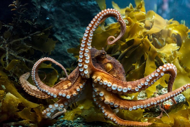 SEA LIFE Kelly Tarlton's General Admission - Stop One: The Aquarium Route, From Antarctic Themes to the Big Tunnels