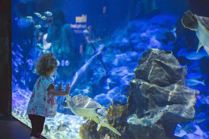 SEA LIFE Kelly Tarlton's General Admission - Planning Your 1-Hour Visit: The Realistic Timeline