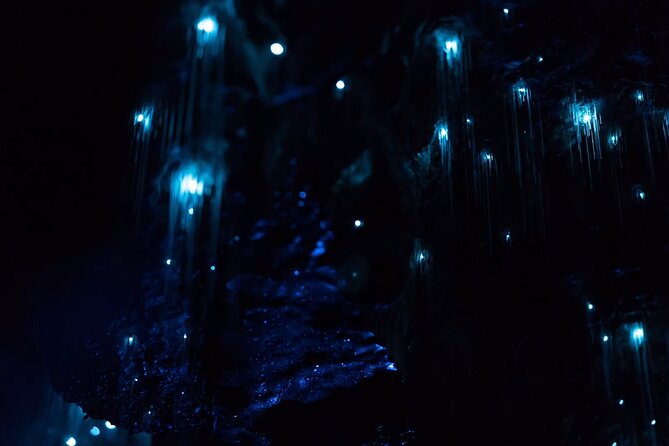 See Auckland's Secret Glow Worms - Secret Glow Worms in Auckland, Without the Long Drive