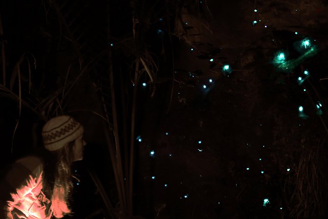 See Auckland's Secret Glow Worms - Comfortable Transport to a Hidden Bush Reserve
