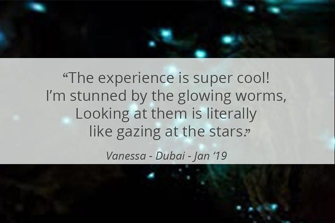 See Auckland's Secret Glow Worms - Getting the Most From Your 1 Hour 30 Minutes