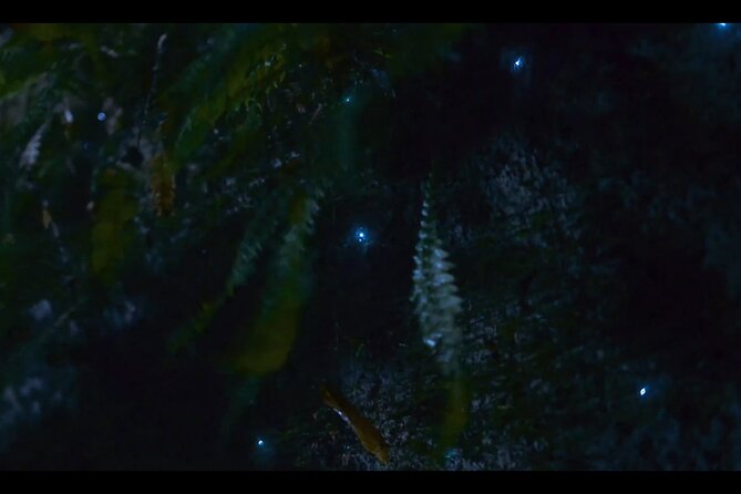 See Auckland's Secret Glow Worms - Price and Value: Is $77.57 Worth It?