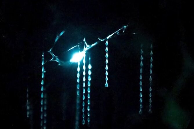 See Auckland's Secret Glow Worms - The Torch-Lit Walk: Easy Pace, Real Darkness