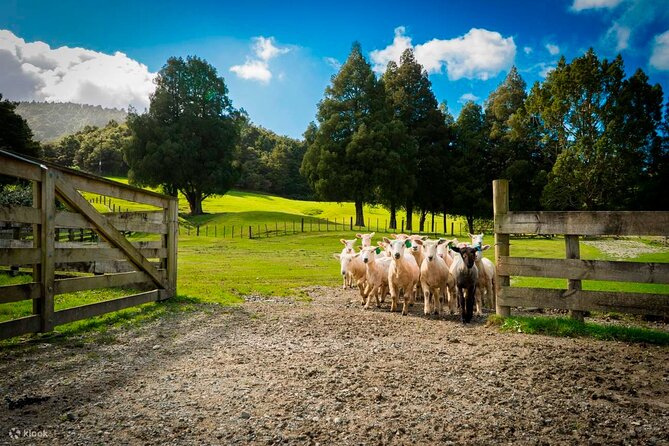 Sheep Shearing and Auckland City Highlights Tour with Lunch - The Auckland city loop, from Mt Eden to harbor views