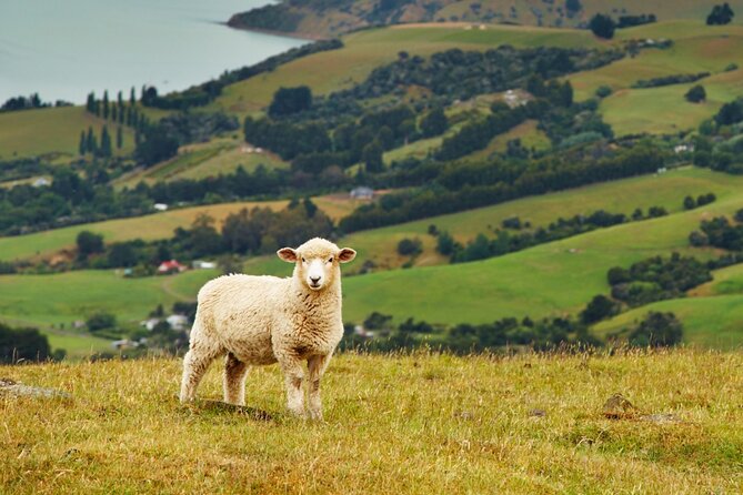 Sheep Shearing and Auckland City Highlights Tour with Lunch - FAQ