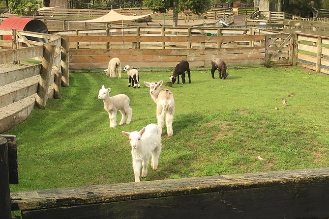 Sheep World Country Tour from Auckland - Key highlights worth knowing