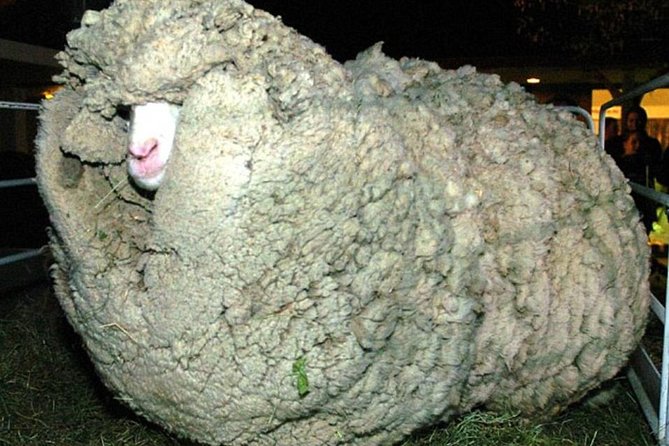 Sheep World Country Tour from Auckland - Why this Auckland sheep day trip feels like a real escape