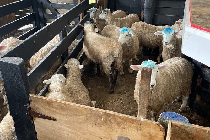 Sheep World Country Tour from Auckland - Wine as an add-on, not the whole plan