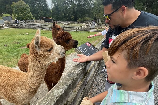Sheep World Country Tour from Auckland - Morning pickup and the scenic stops that set the tone