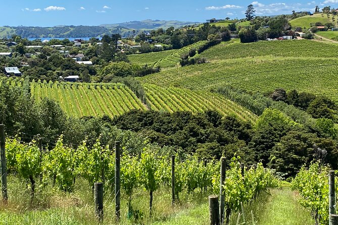 Sip & Savour through Waiheke Island (11 guests max) - The small-group magic: what max 10 actually changes