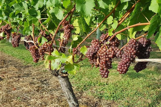 Small-Group Kumeu Wine Country Tour with Wine Tastings & Lunch - Key points to know before you go