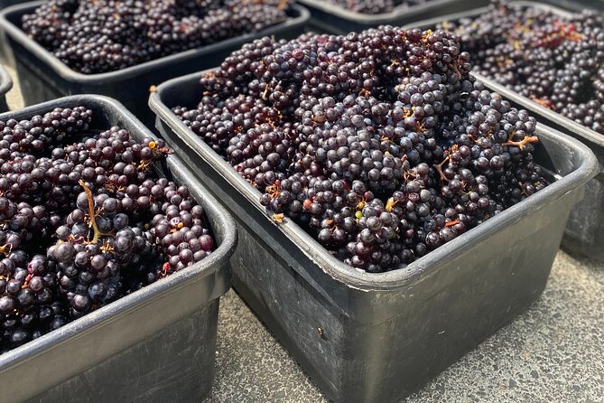 The Boutique Experience: Waiheke Best Cellar Tour (11 guests max) - Three boutique tastings: what 10 to 15 wines feels like