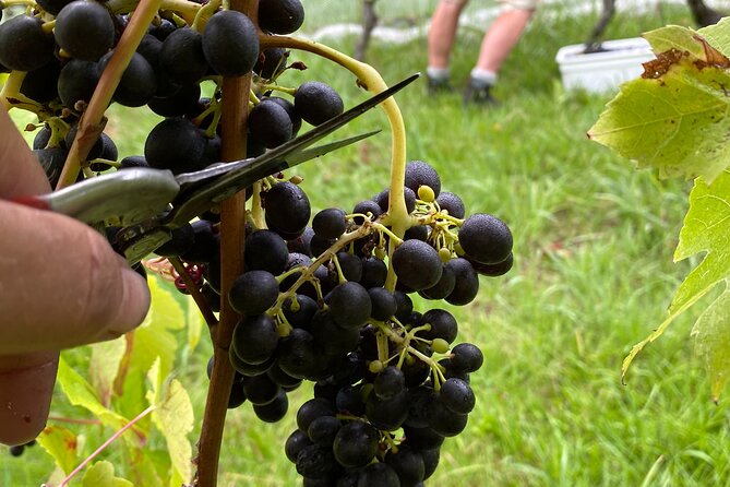 The Boutique Experience: Waiheke Best Cellar Tour (11 guests max) - Lunch on your own tab, but the reservation is handled