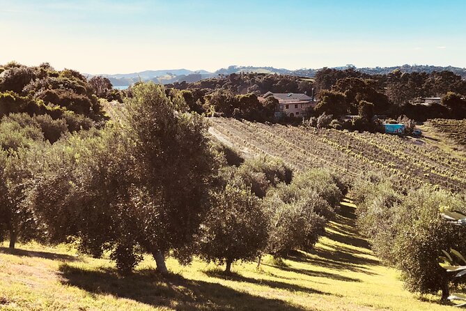 The Boutique Experience: Waiheke Best Cellar Tour (11 guests max) - Practical tips if you are a non-drinker or want to pace your wine