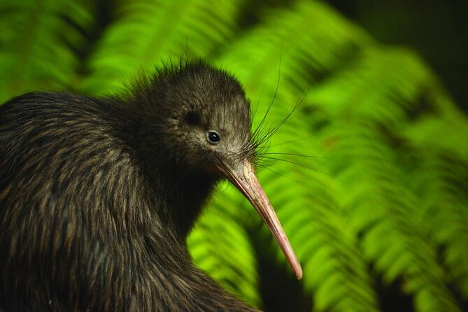 Twilight Wild Kiwi Bird Encounter Private Tour - Why this Auckland kiwi tour works at night