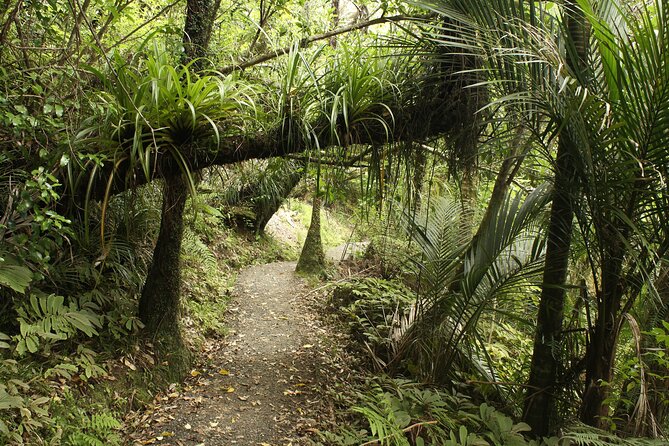 Ultimate Auckland Experience Full Day Tour with Brewery Lunch - How the 7:00 am, 12-hour loop keeps you seeing real Auckland