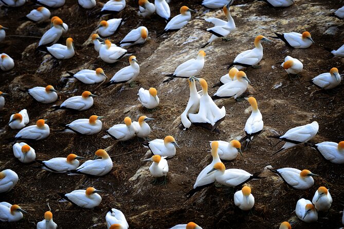 Ultimate Auckland Experience Full Day Tour with Brewery Lunch - Gannet colony spotting at Muriwai: best effort, season-dependent timing