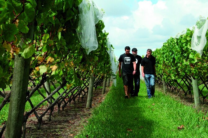 Vineyards Honey and Black Sand Beaches from Auckland - Westbrook Winery in the Ararimu Valley, with James Rowan