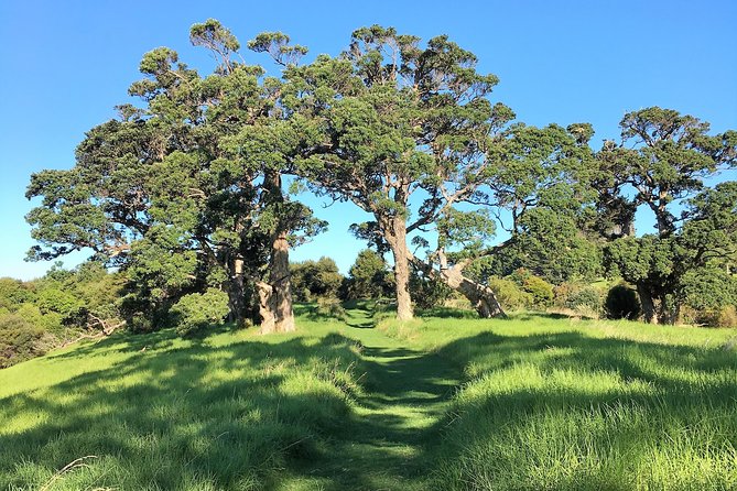 Waiheke Island Bush & Beach Walk - Waiheke on foot: bush, birds, and beach time without the stress