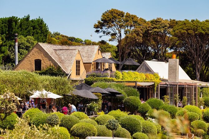 Waiheke Island Day Tour: Ziplining, Wine Tasting & Vineyard Lunch - Allpress Olive Groves: quick tasting, take-home oil, and a time tradeoff