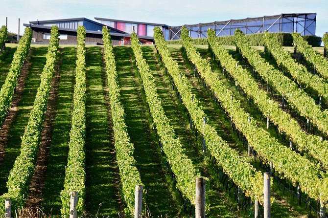 Waiheke Island - Fly and Dine (from North Shore Airport) - Lunch to Ferry: How the Open Ticket Changes Your Day